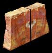 Tall Arizona Petrified Wood Bookends #36668-1